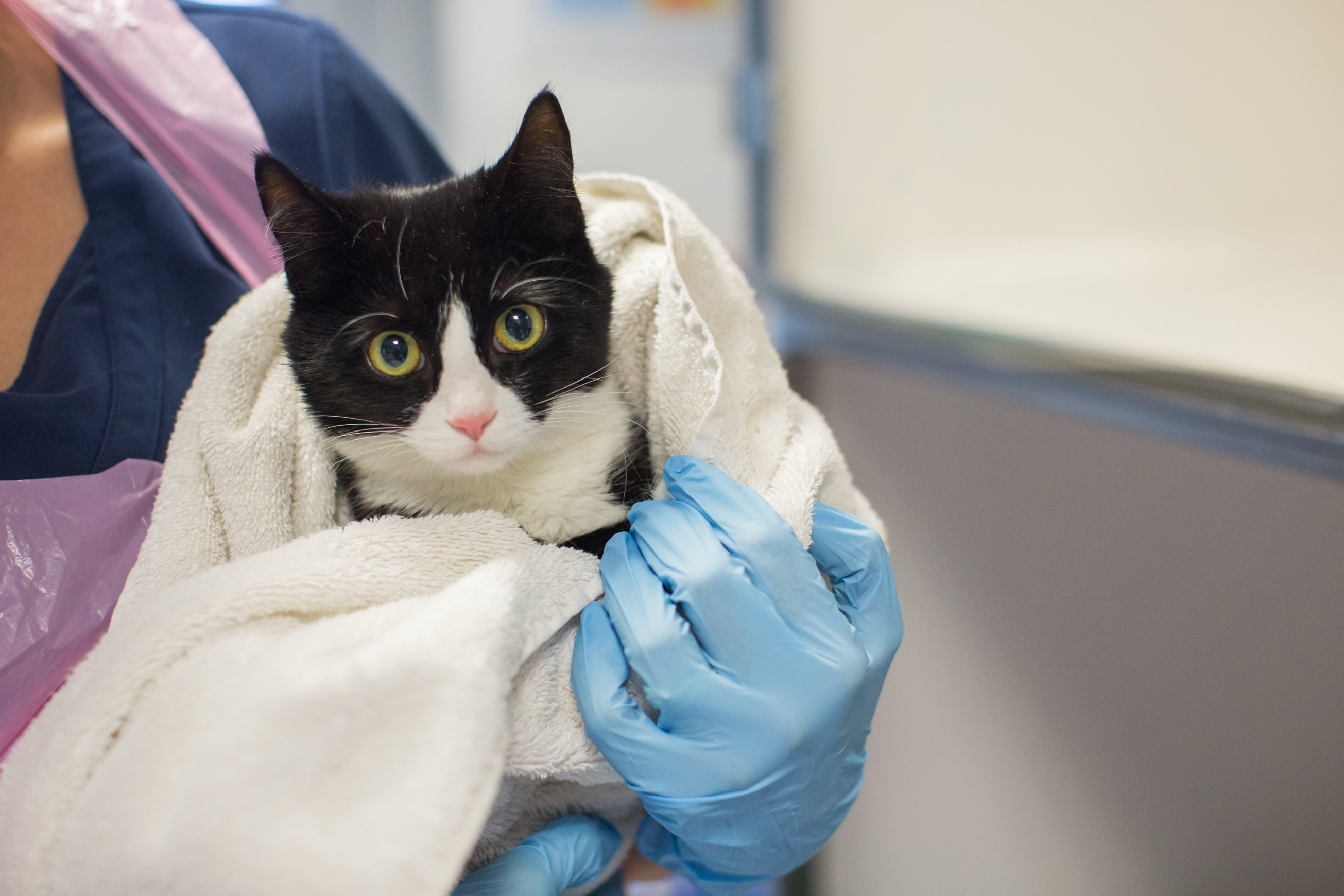 The Borders Ultra Challenge | Walk | Cats Protection