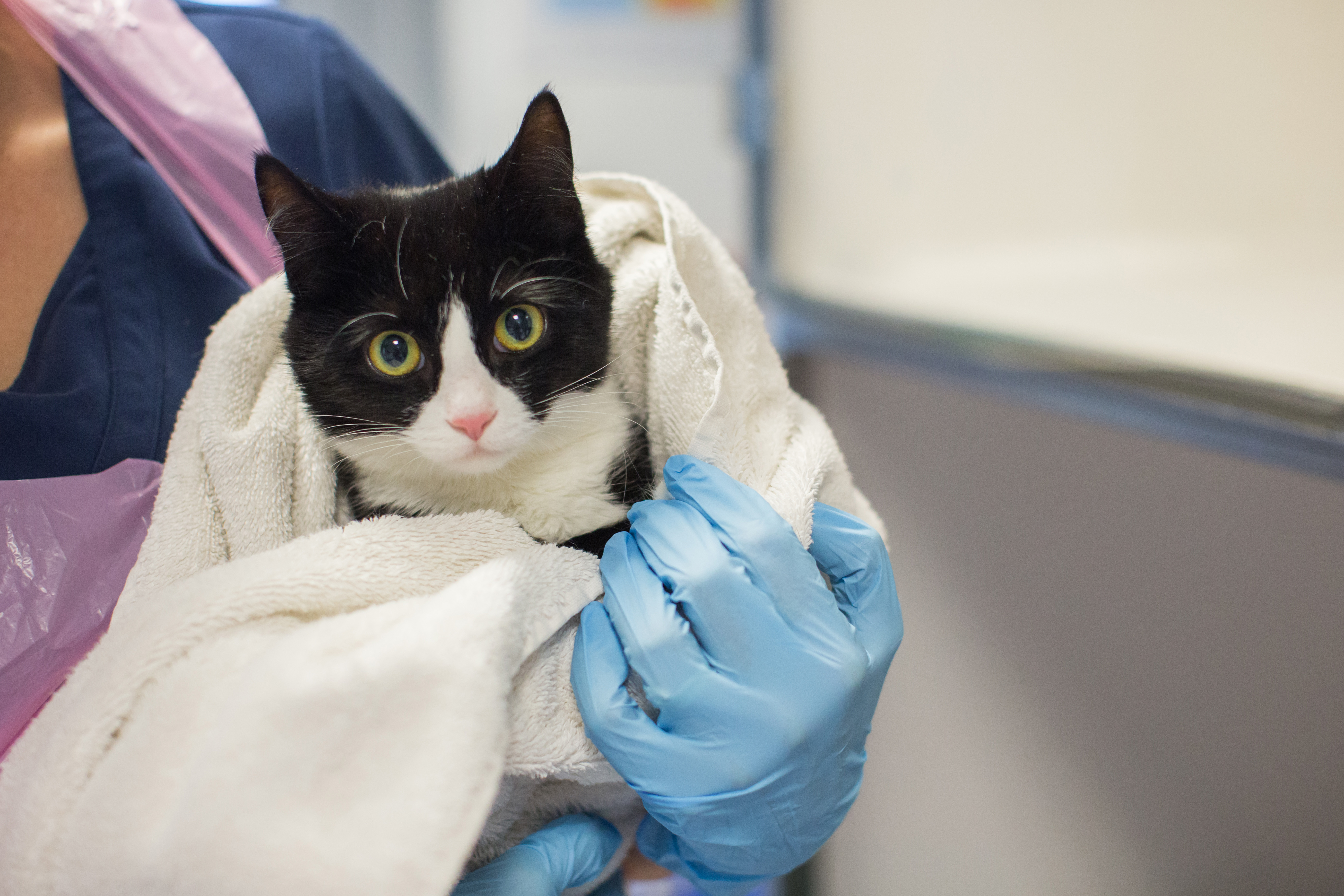 The Borders Ultra Challenge | Walk | Cats Protection