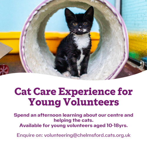 Cat Care Experience for Young Volunteers Poster