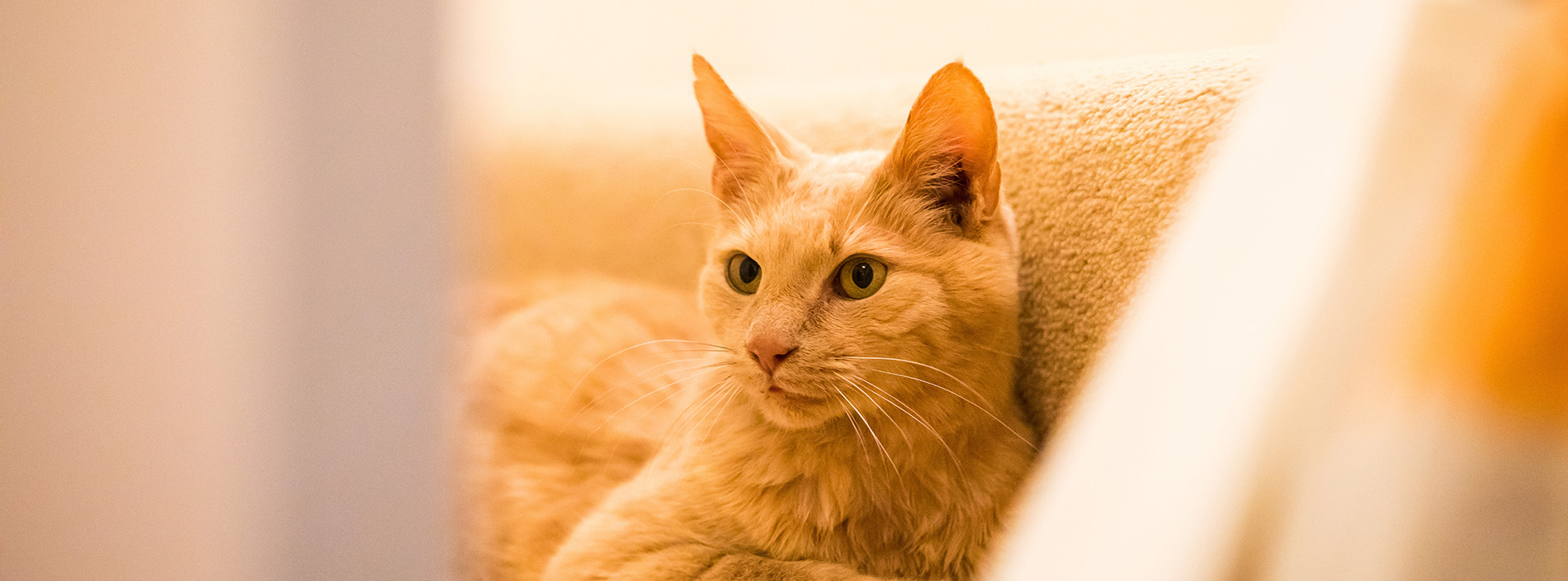 Elderly cats