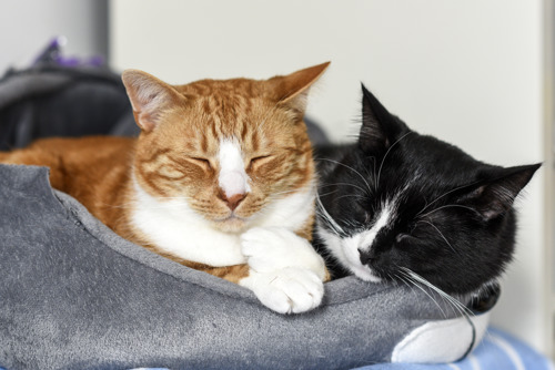Two cats are cuddled together and sleeping on a soft grey pet bed. One is a ginger-and-white tabby cat, and the other is a black-and-white tuxedo cat. Their eyes are closed, and they are resting closely with their front paws touching, creating a cosy and peaceful indoor scene.