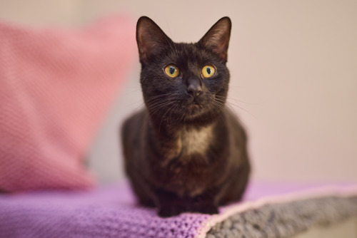 A black cat named Polly with bright golden eyes rests on a soft purple blanket beside a pink cushion, looking alertly toward the camera against a softly blurred indoor background.