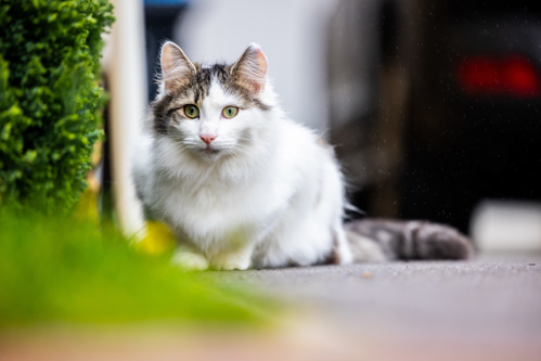 long-haired white-and-brown tabby cat crouching outdoors next to a green bush