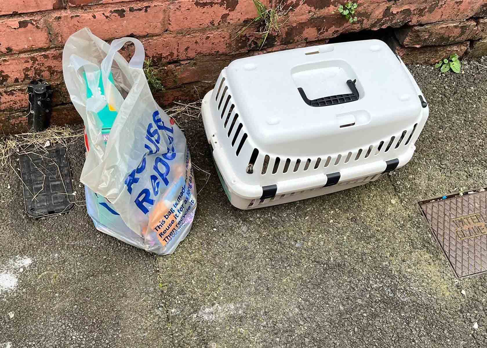 Tabby kitten dumped in carrier and discarded in a Newport street