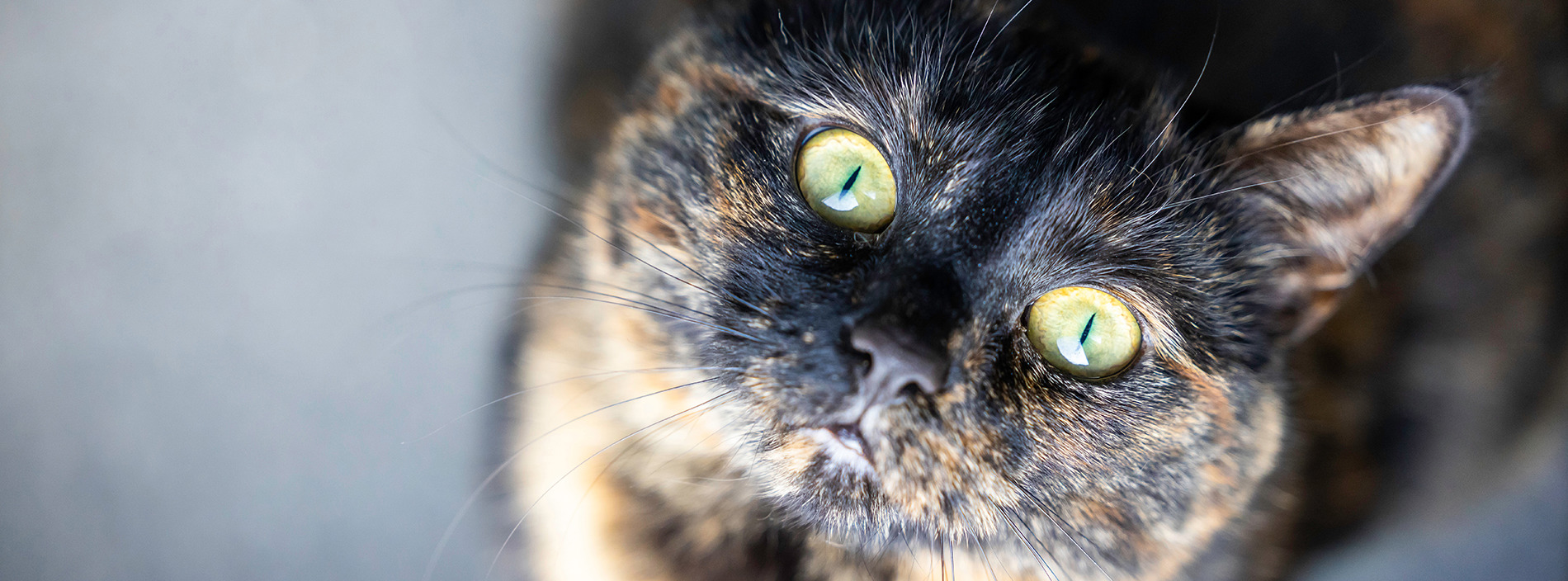Cat stress
