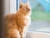 Ginger cat at window
