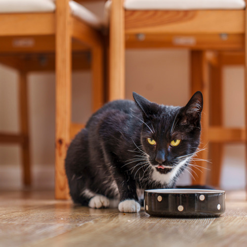 black-and-white cat crouched on a wooden floor behind a ceramic cat bowl that  is black with white polka dots. The cat is licking their lips and has long, white whiskers
