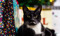 Concert for Cats