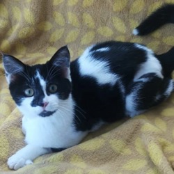 Cats Protection Stroud | Adopt A Cat | Support Us