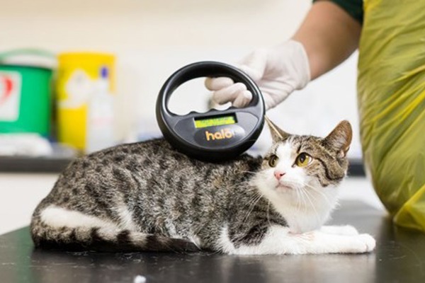 9 common myths about microchipping