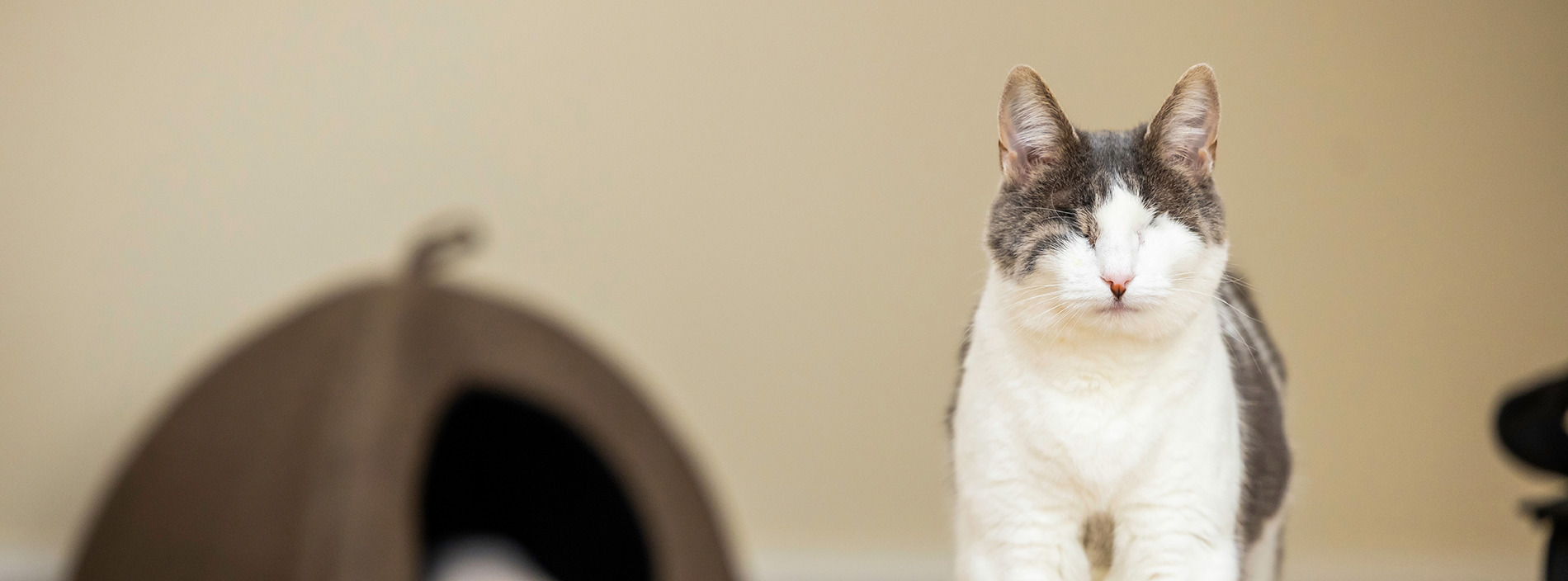 Blind cats
