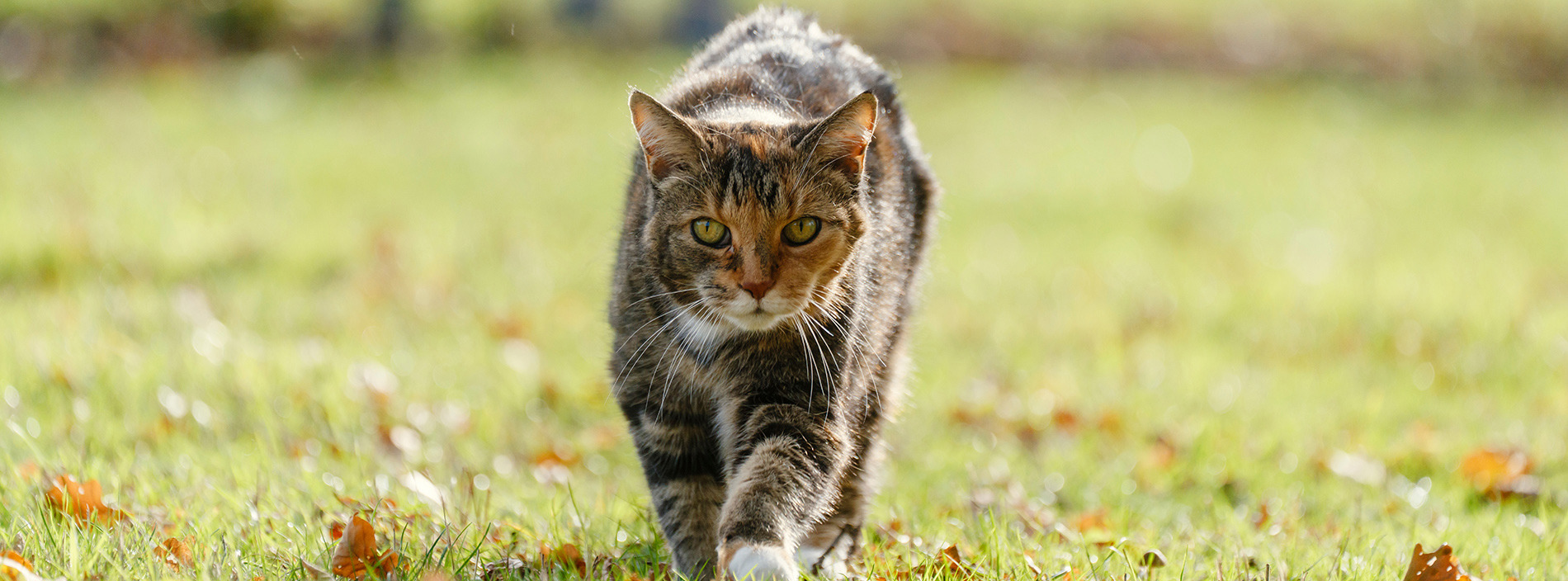Aggressive cats
