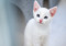 white kitten with blue eyes