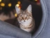 Paws To Listen Landing Page