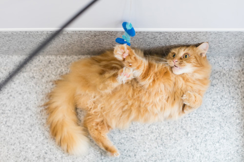 long-haired ginger cat reaching for a blue fishing rod toy being dangled above them