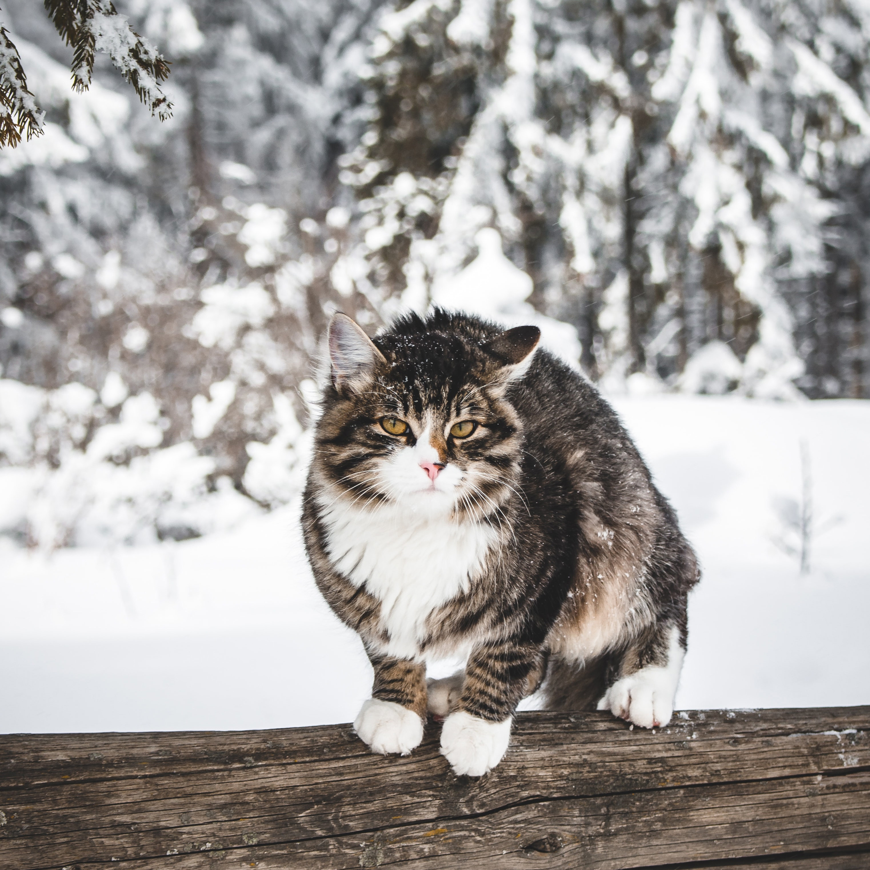 Are cats cold sales blooded