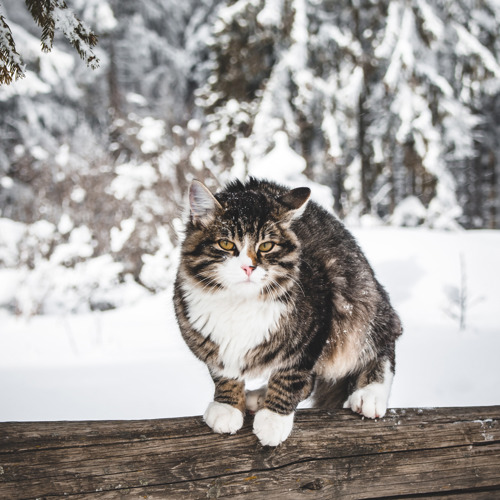 long-haired brown tabby-and-white cat sat on wooden log outside in the snow