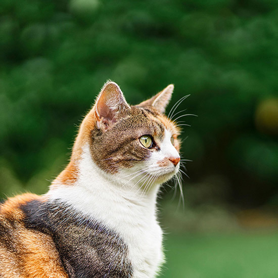 Report reveals cat owners struggling as costs soar