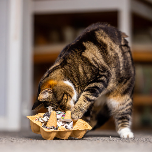 brown tabby cat playing with puzzle feeder made from egg box with scrunched up paper and cat biscuits inside