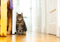Brown tabby cat sitting on wooden floor