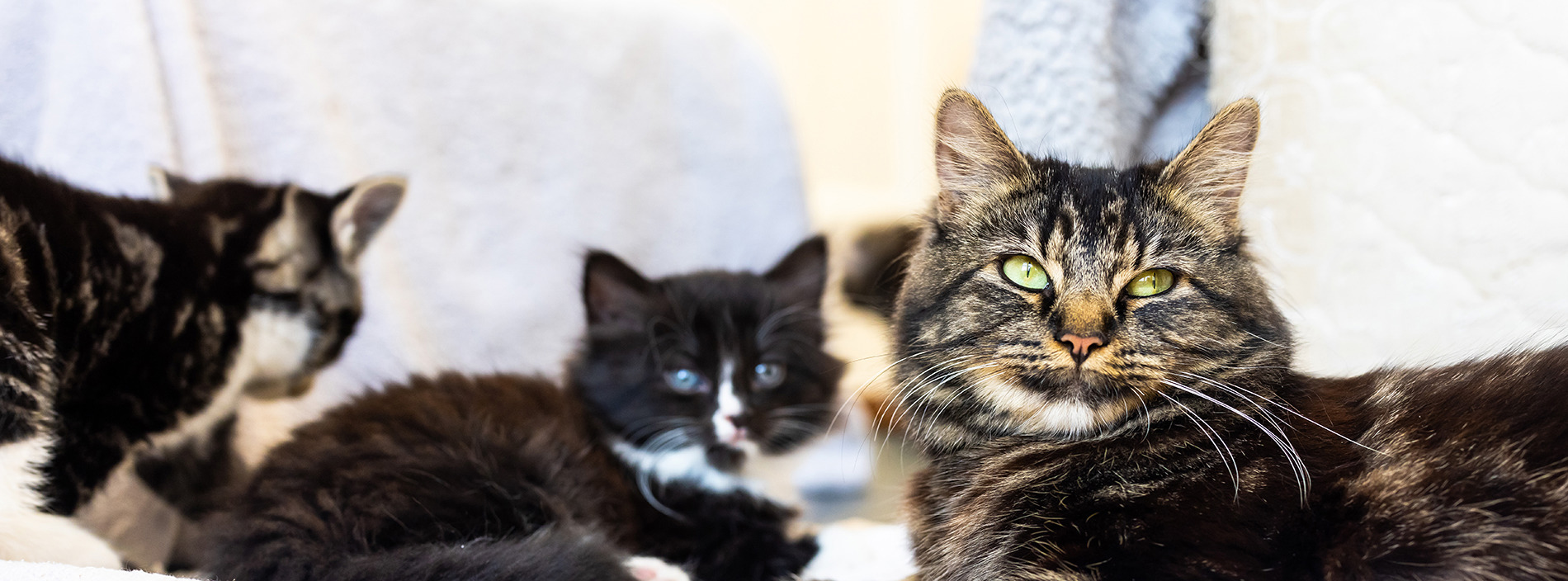 Cat reproduction