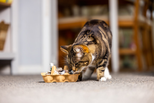 brown tabby-and-white cat sniffing at a cat food puzzle made from an egg box with scrunched up paper and cat biscuits inside