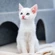White Cat Sponsor Pen
