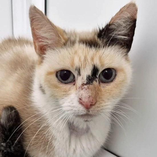 Rat-trapped cat and her tiny kittens discovered at service area