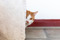 a ginger-and-white cat hiding behind a linen curtain 