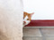 a ginger-and-white cat hiding behind a linen curtain 
