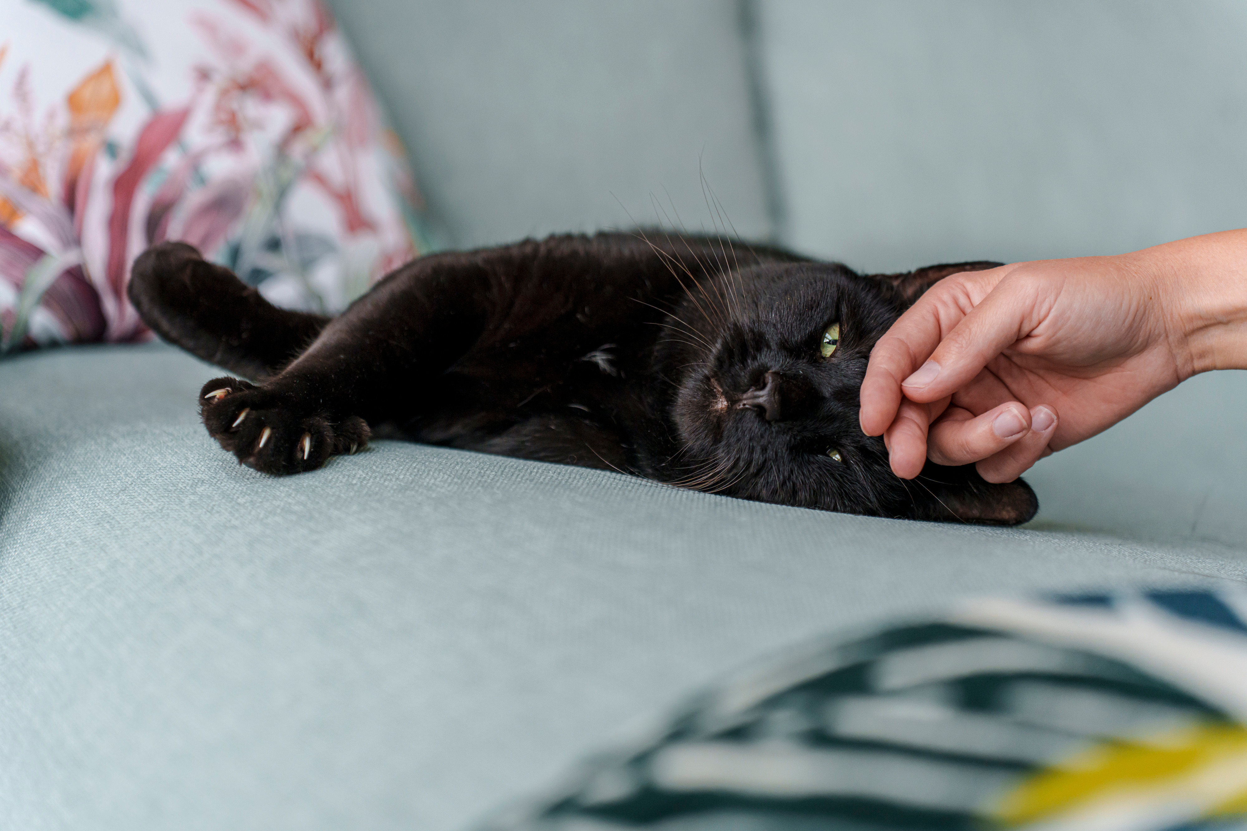 How to pet a cat | Blog