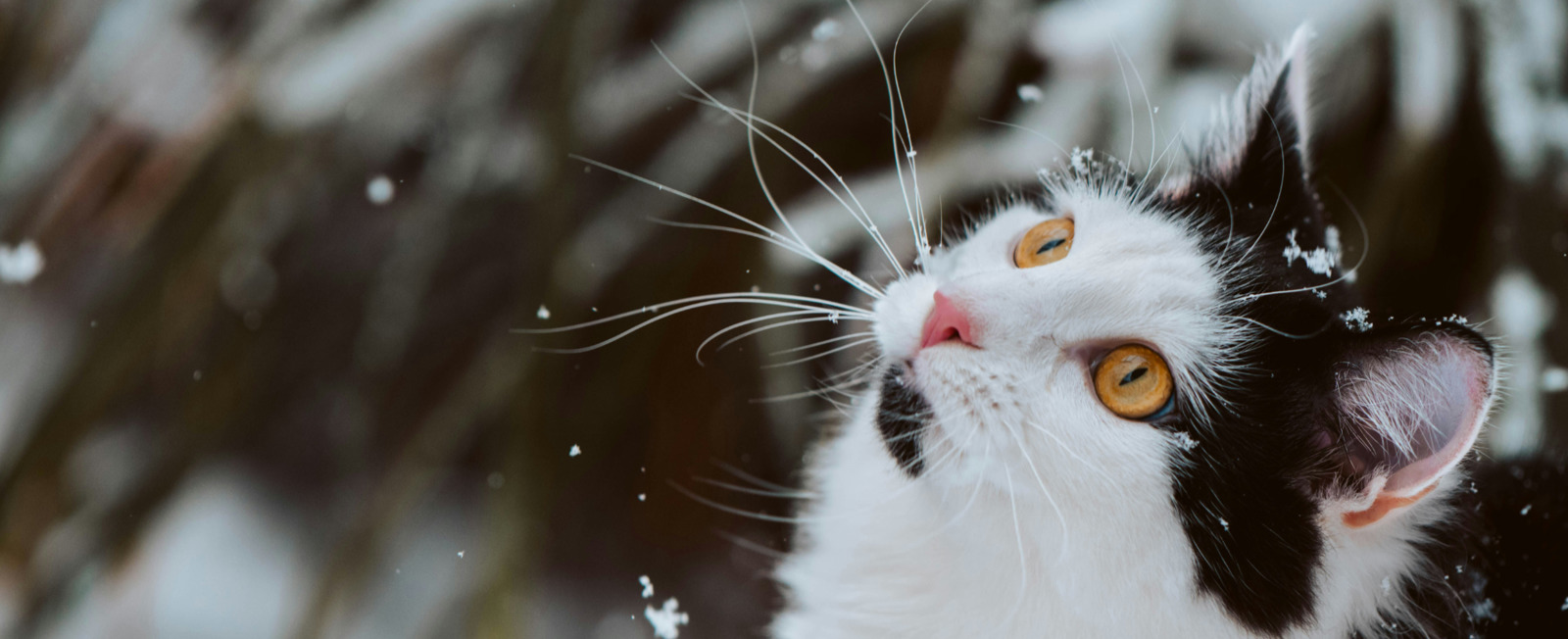 Framlingham & Saxmundham