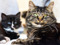 A brown tabby cat with two kittens