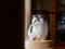 A tabby-and-white cat looking out a window