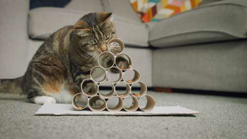 brown tabby-and-white cat playing with feeding puzzle made from a pyramid of toilet roll tubes with cat biscuits hidden inside