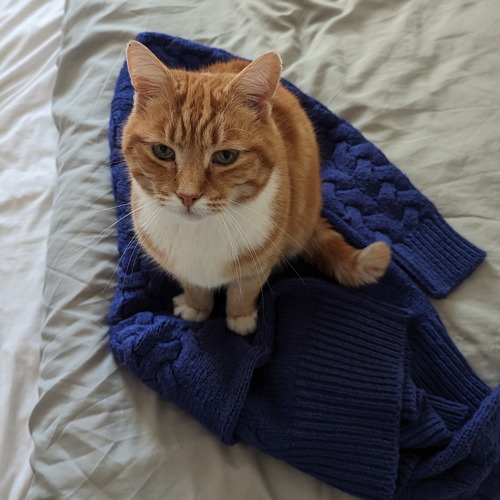A ginger-and-white tabby cat sat on a blue jumper on a bed