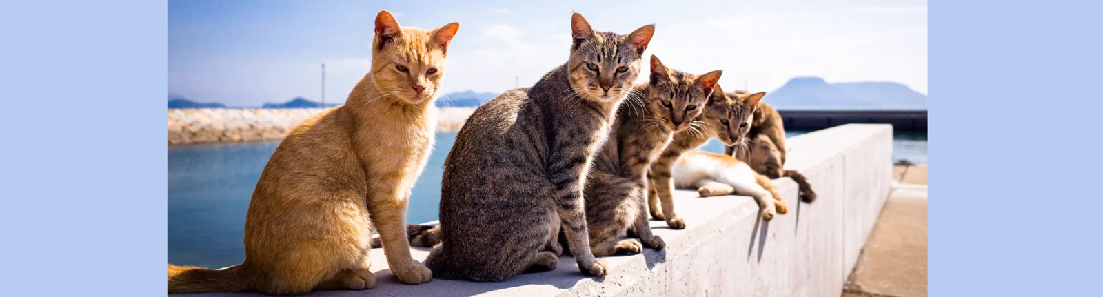 Cats Protection Oxford & District Branch