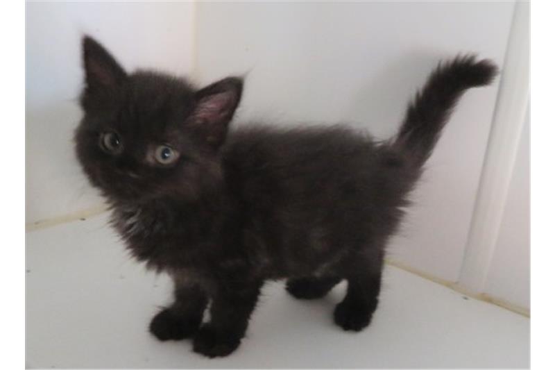 Find a cat near you | Adopt a cat | Cats Protection