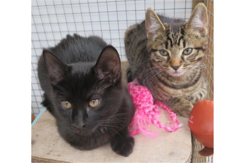 Find a cat near you Adopt a cat Cats Protection