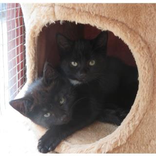Cats Protection