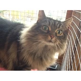Gyp Ready For Adoption
