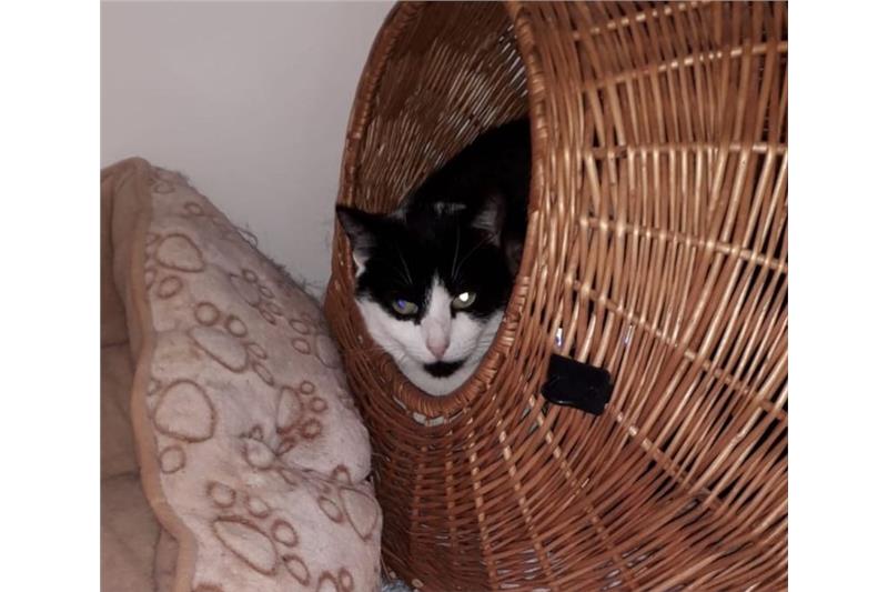 Find a cat near you | Adopt a cat | Cats Protection