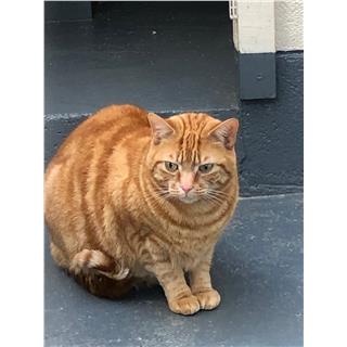 Jasper Ready For Adoption