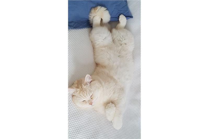 Chester Ready for Adoption