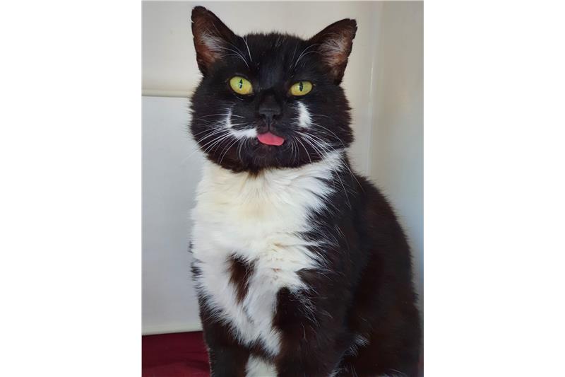 Find a cat near you | Adopt a cat | Cats Protection