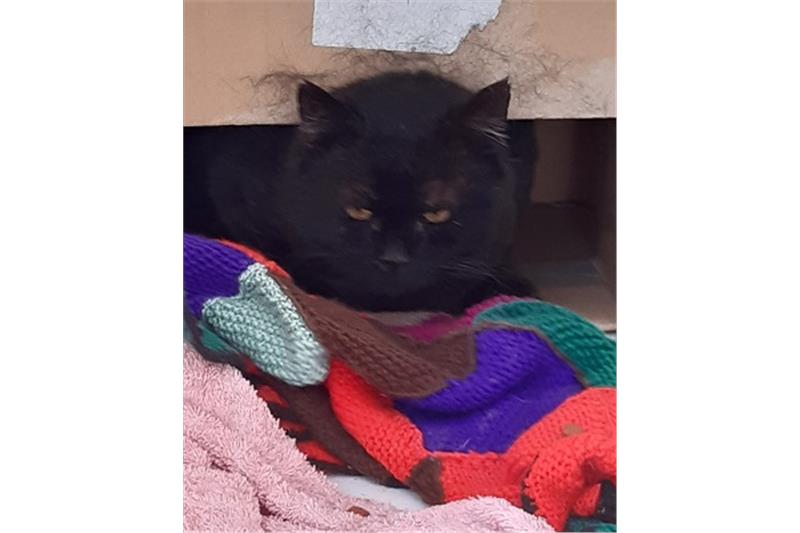 WANTED - Ready for Adoption