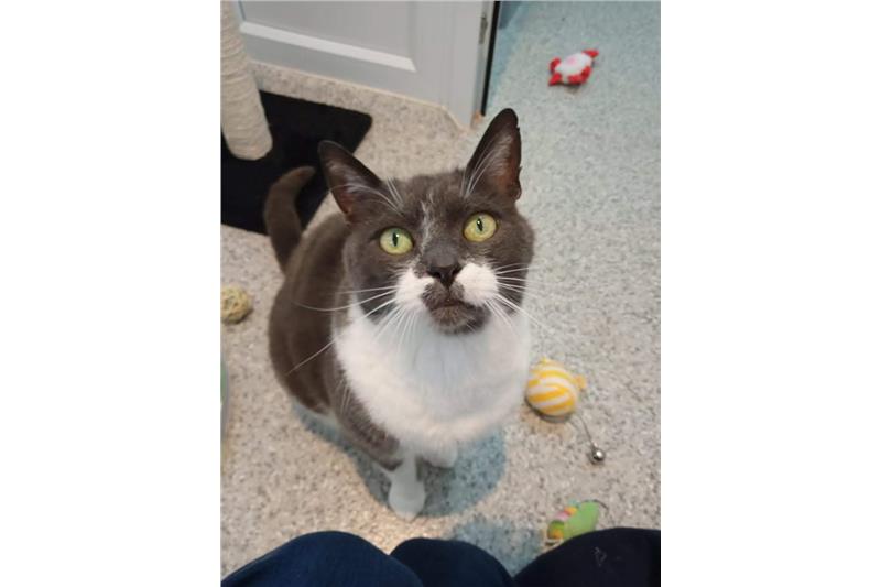 Fred Ready for Adoption