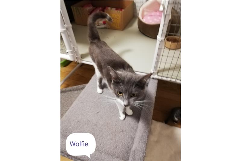 Wolfie - Ready for Adoption