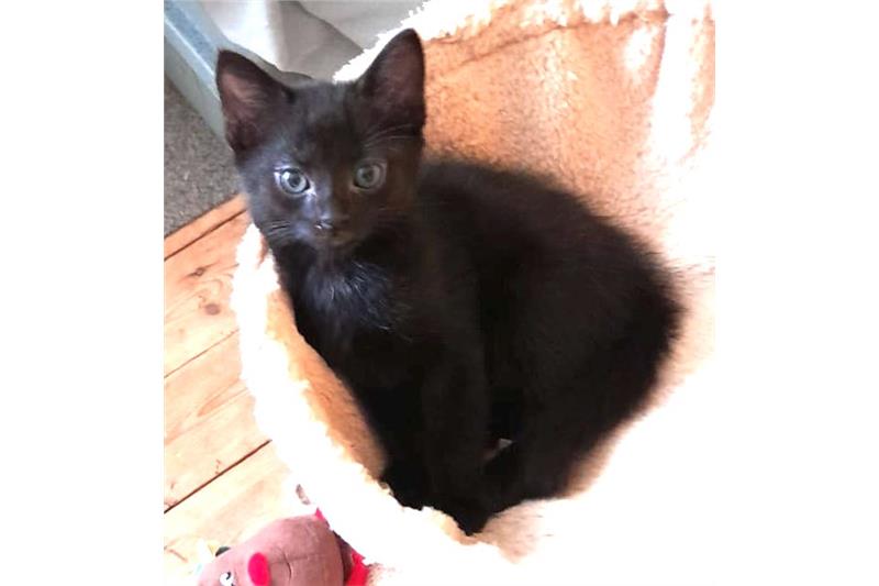 Find a cat near you | Adopt a cat | Cats Protection