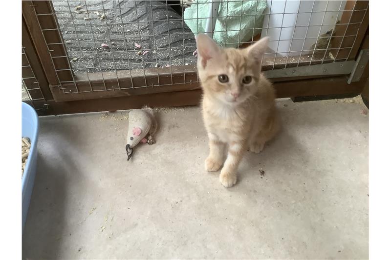 Emily & James Ready for Adoption
